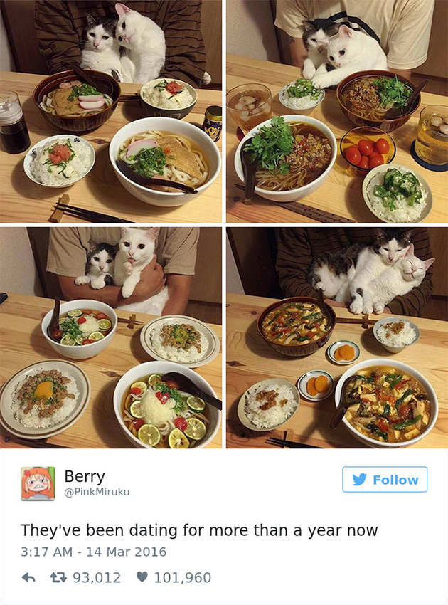 best cat tweets