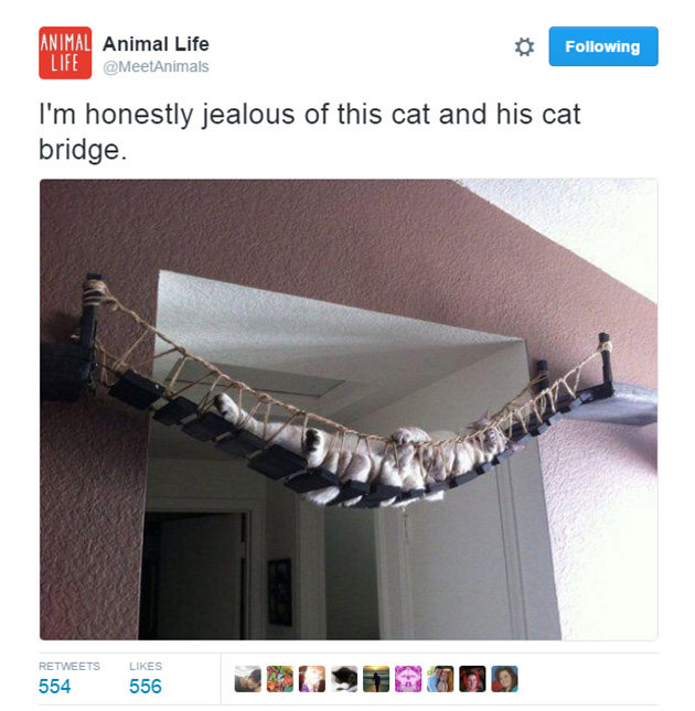 best cat tweets