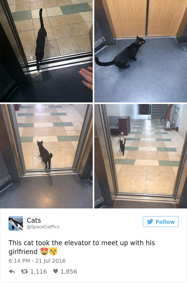 best cat tweets