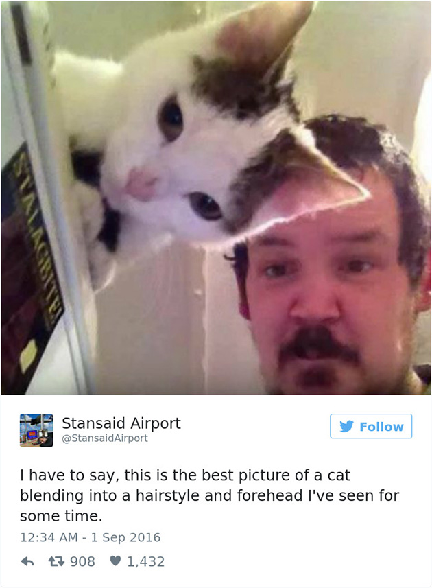 best cat tweets
