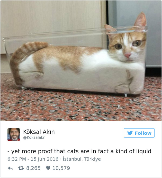 best cat tweets