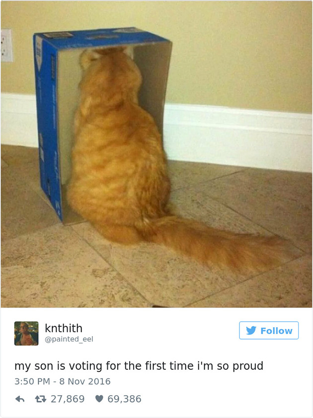 best cat tweets