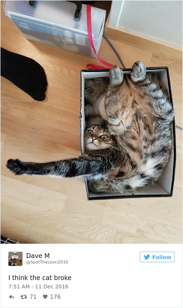 best cat tweets