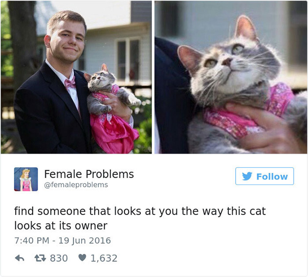 best cat tweets