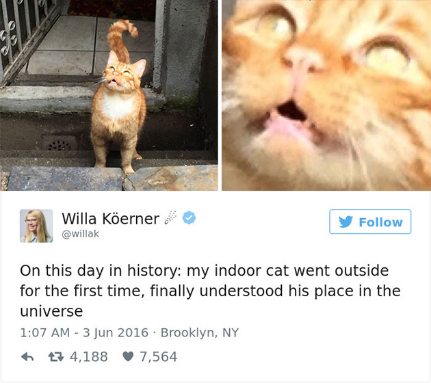 best cat tweets