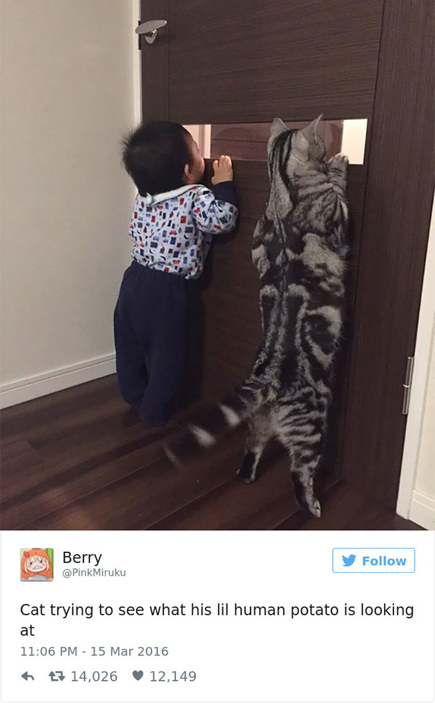 best cat tweets