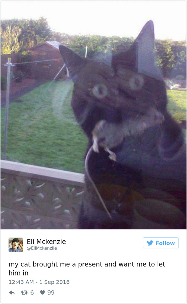 best cat tweets