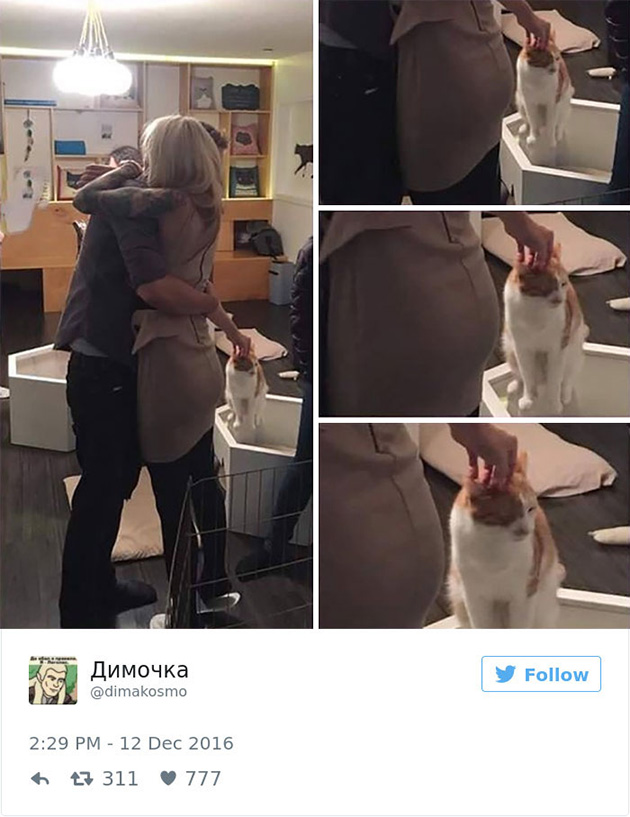 best cat tweets