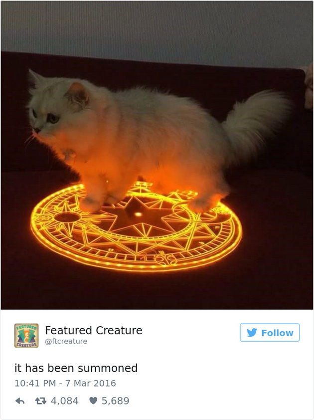 best cat tweets