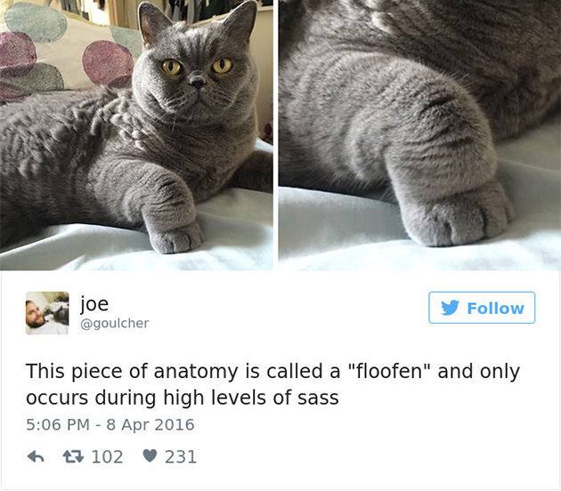 best cat tweets