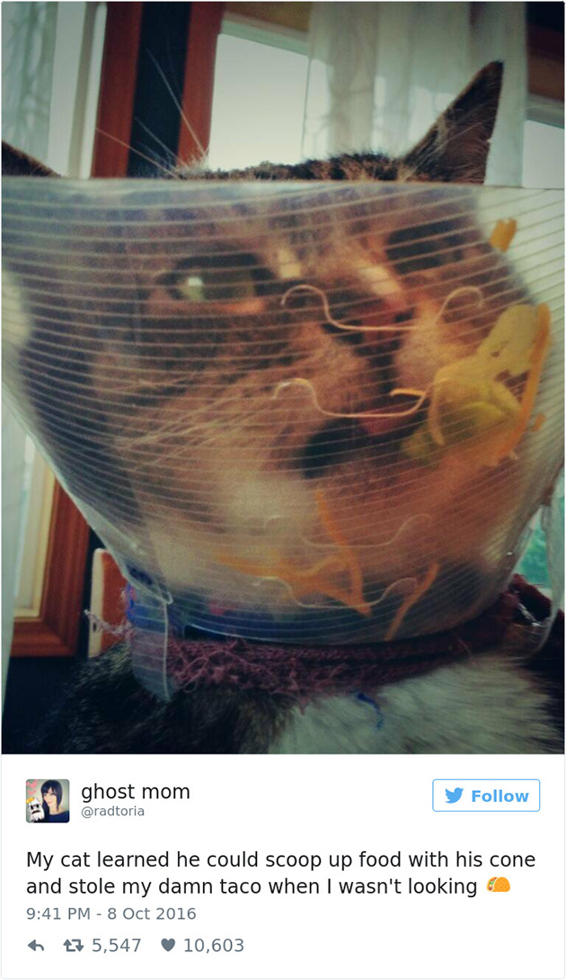 best cat tweets