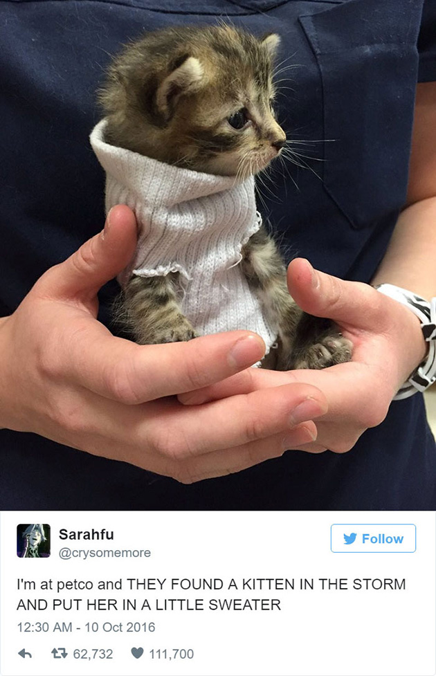 best cat tweets
