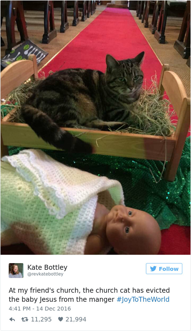 best cat tweets