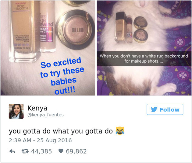best cat tweets