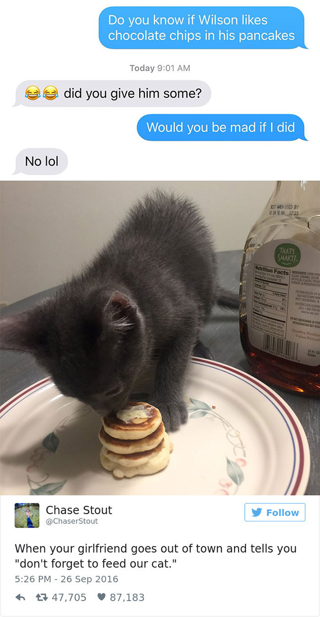 best cat tweets