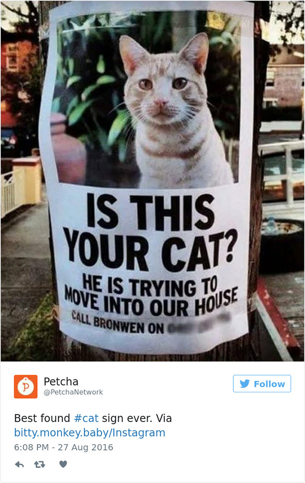 best cat tweets