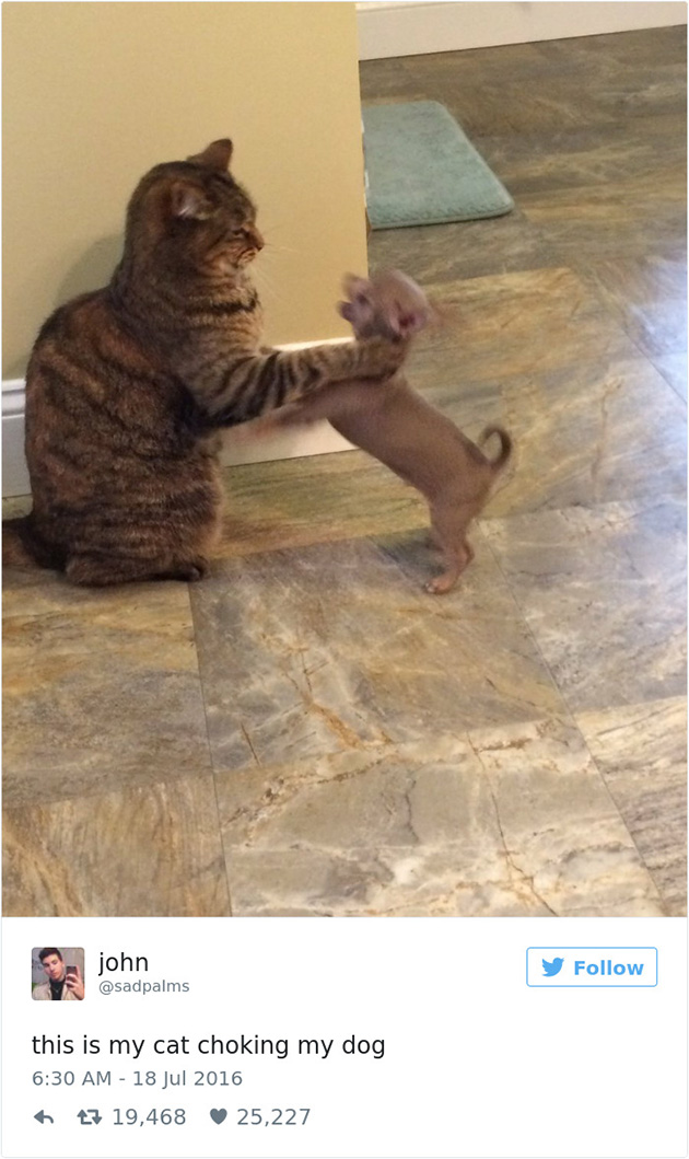 best cat tweets
