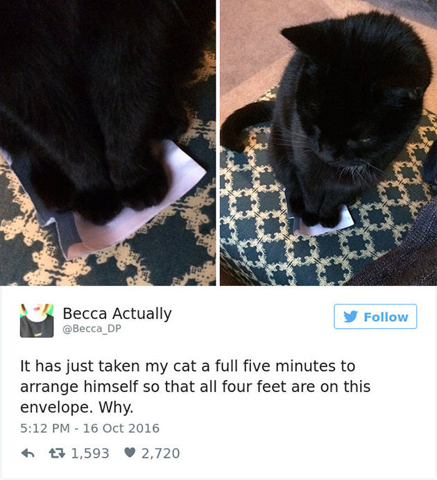 best cat tweets