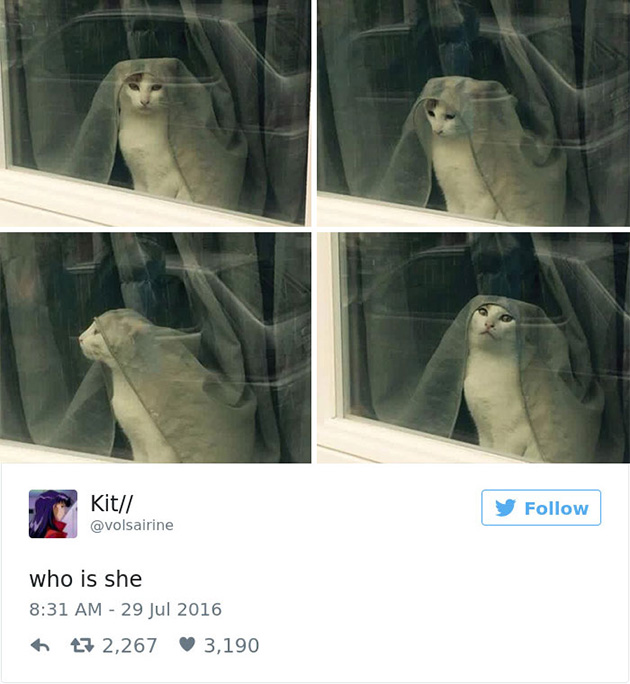 best cat tweets