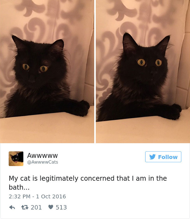 best cat tweets