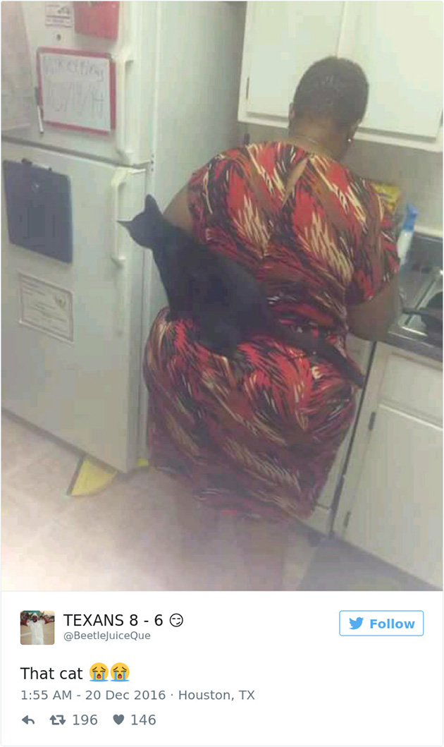best cat tweets