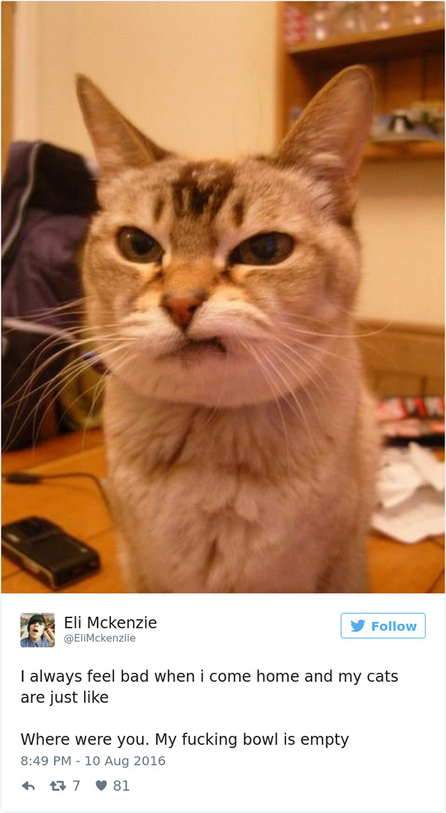 best cat tweets