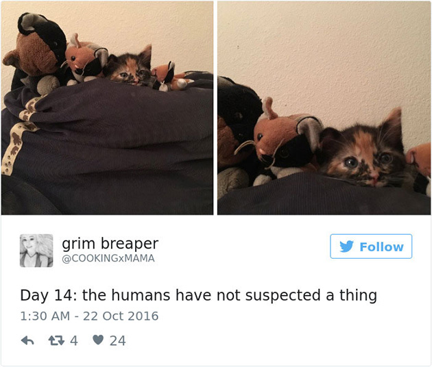 best cat tweets