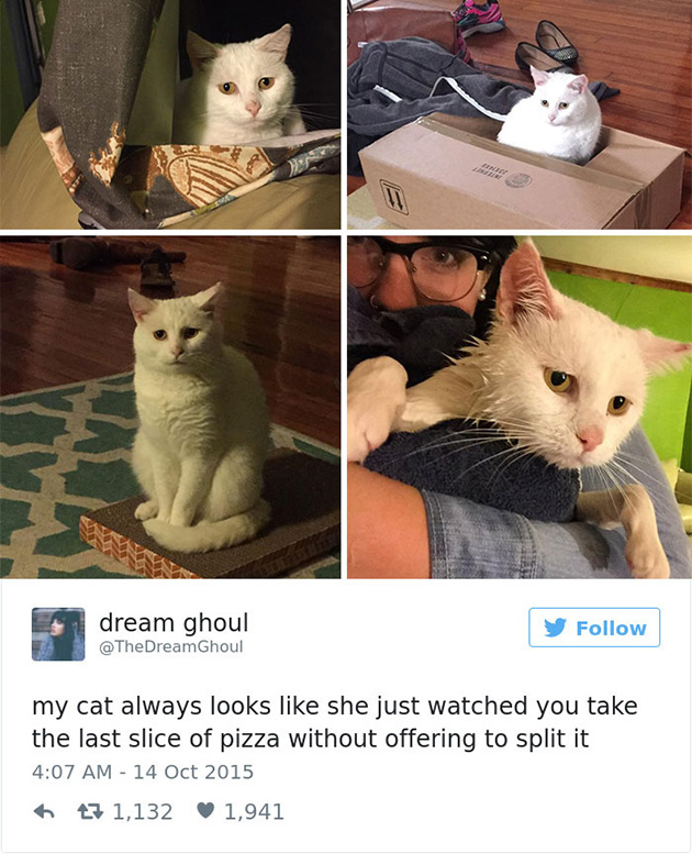 best cat tweets
