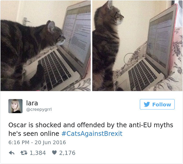 best cat tweets
