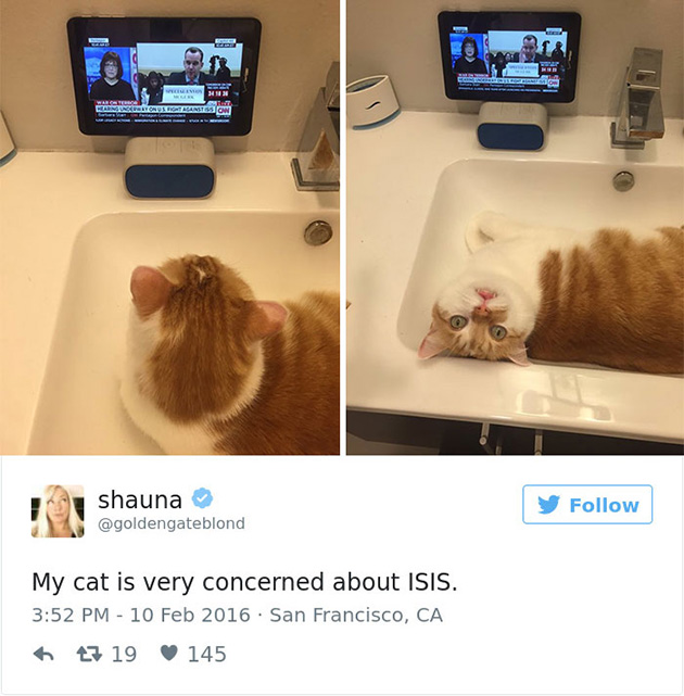 best cat tweets