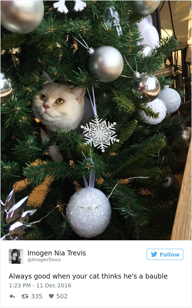 best cat tweets