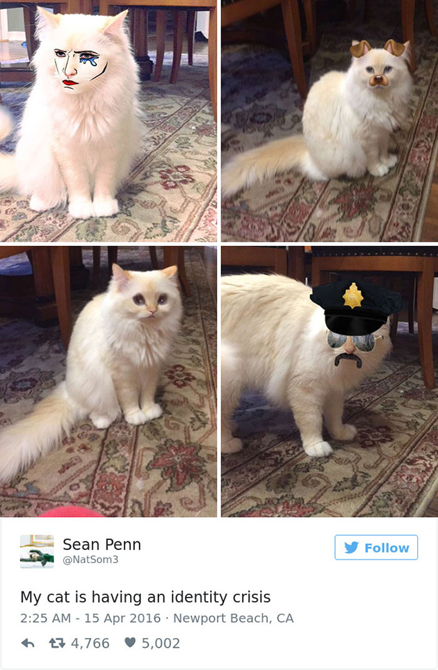 best cat tweets