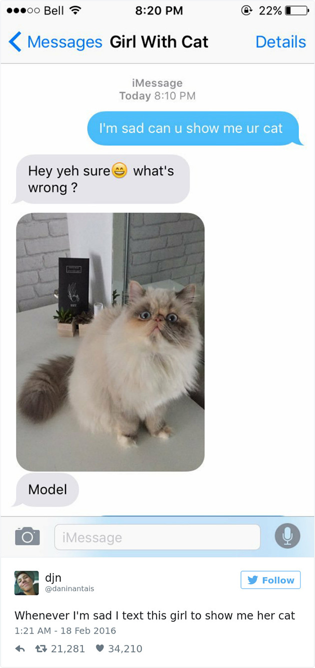 best cat tweets