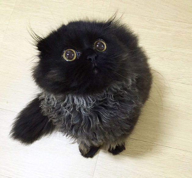 The Cat With The Biggest Eyes Ever