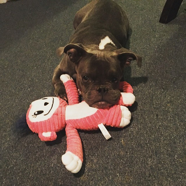 pit bull dwarfism