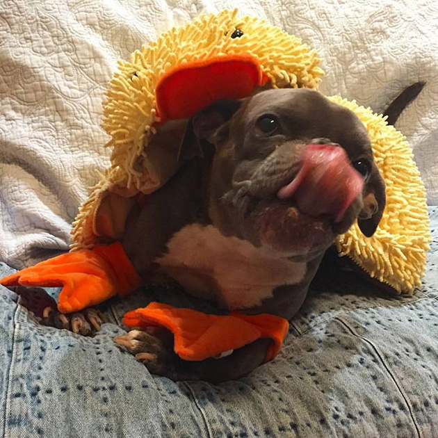 pit bull dwarfism