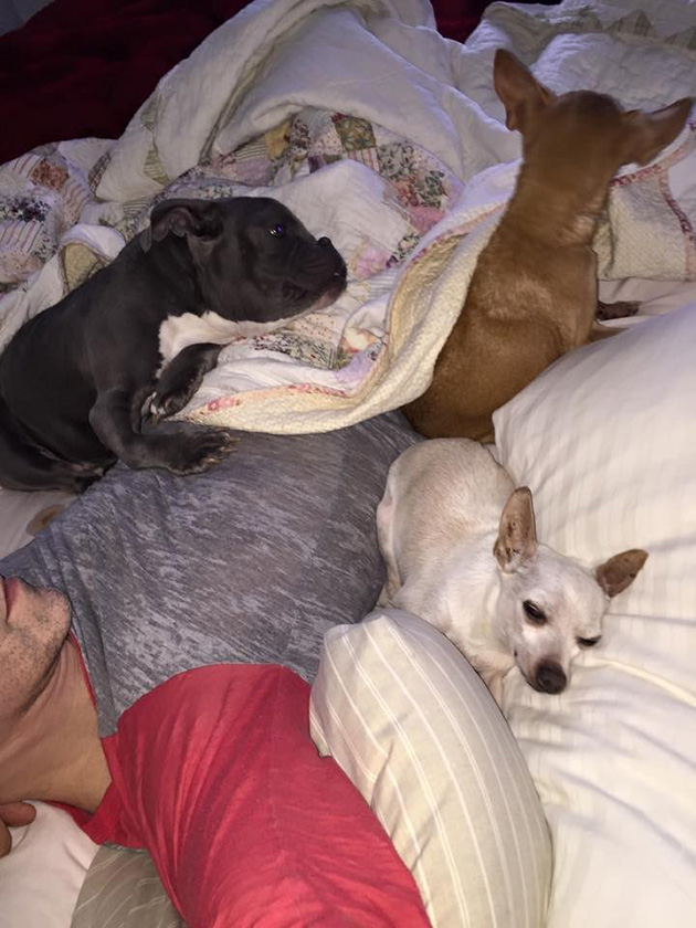 pit bull dwarfism