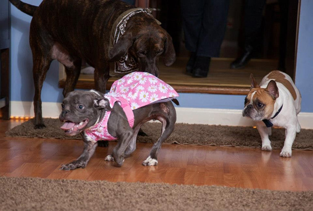 pit bull dwarfism