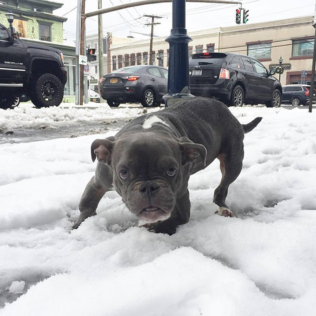 pit bull dwarfism