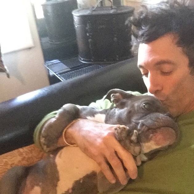 pit bull dwarfism