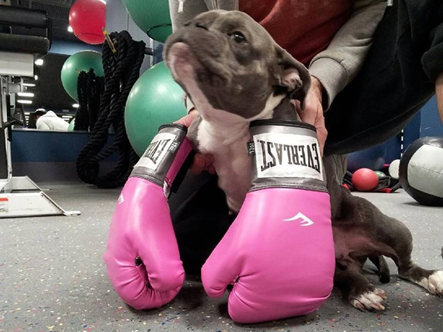 pit bull dwarfism