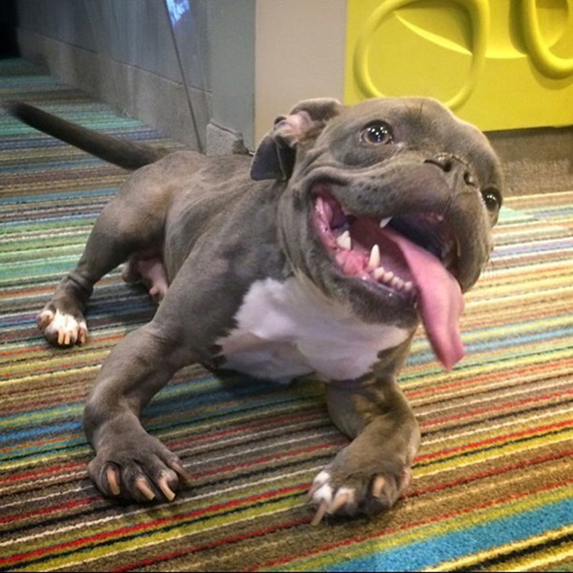 pit bull dwarfism