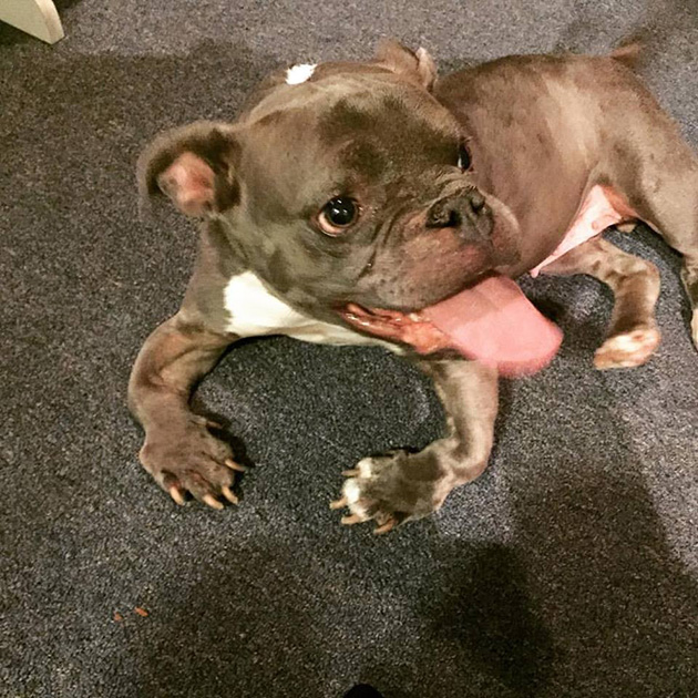 pit bull dwarfism