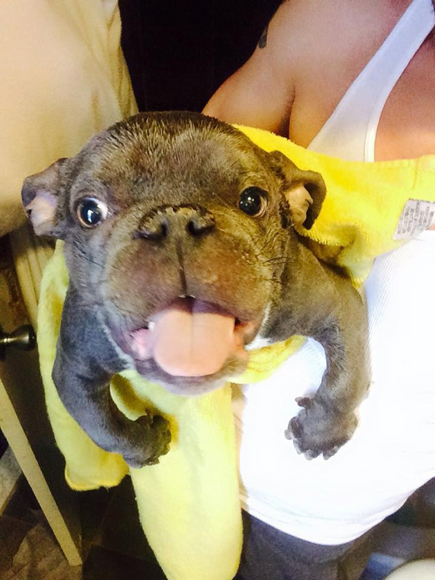 pit bull dwarfism