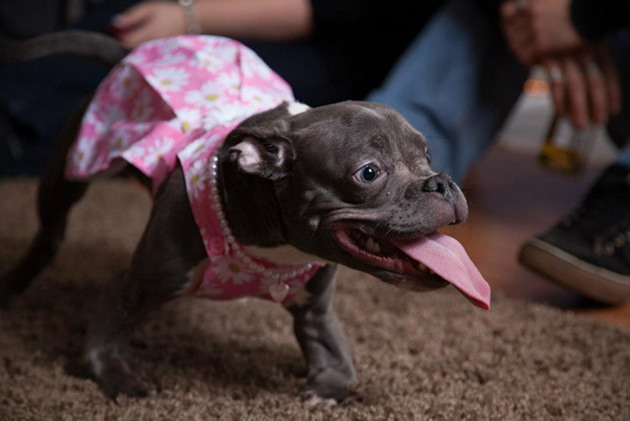 pit bull dwarfism