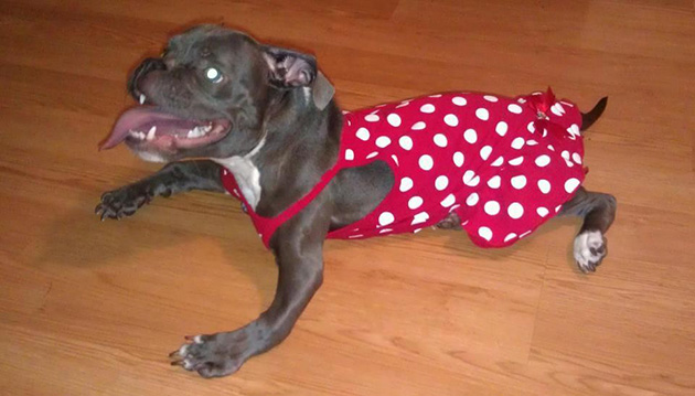 pit bull dwarfism