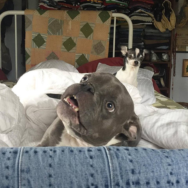 pit bull dwarfism