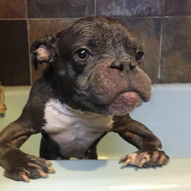 pit bull dwarfism