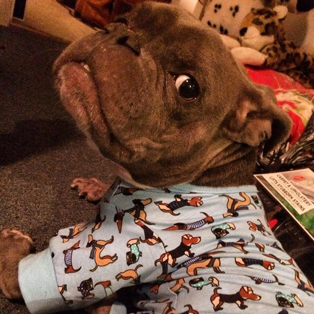 pit bull dwarfism