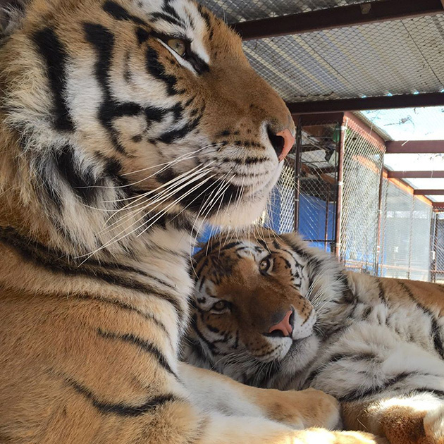 tiger cub rescued from circus